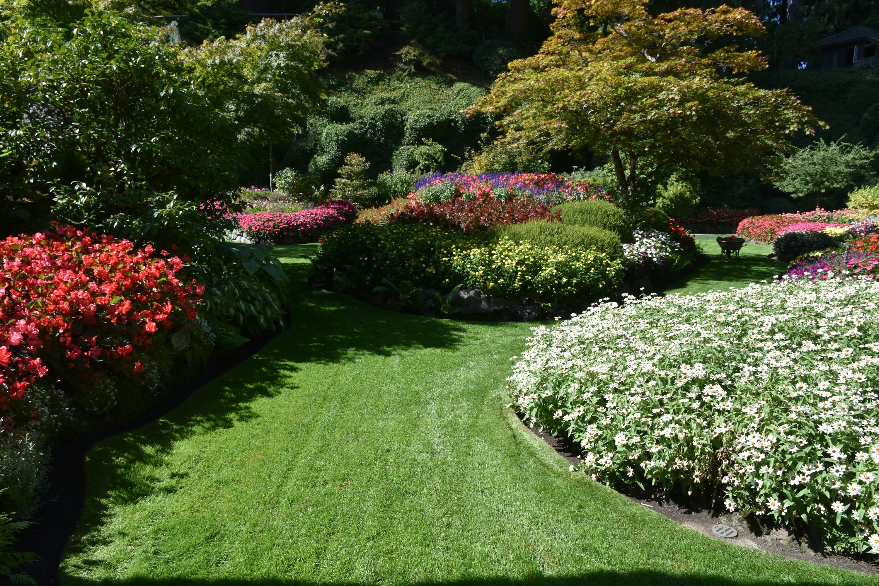 Professional garden landscaping with flower beds