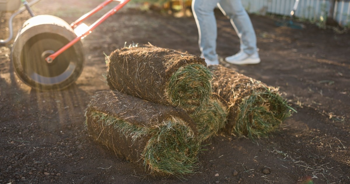 Professional turf installation in progress